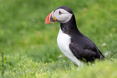 Puffin on Shetland Island resting on green grass of a sea cliff © Alta Oosthuizen