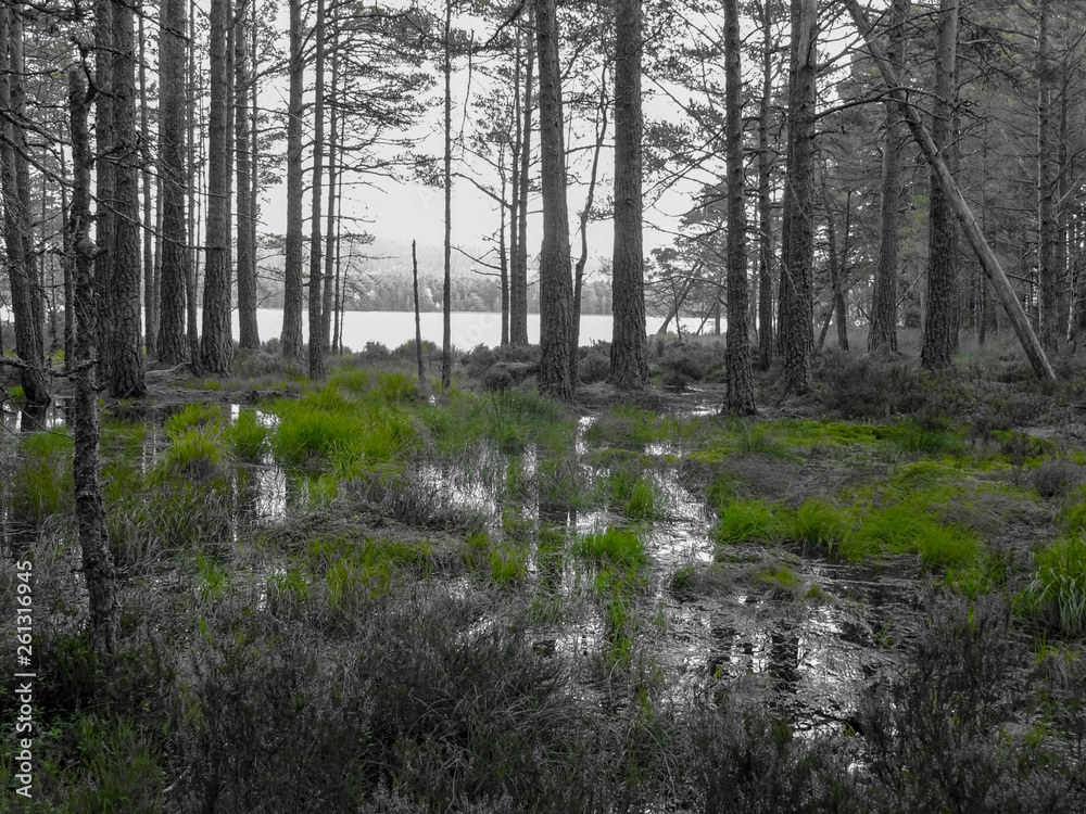 Fototapeta premium Monochrom Aufnahme von Bäumen im Wasser eines Sumpf stehend am Loch Garten bei Aviemore mit grünem Gras und Spiegelungen auf der Wasseroberfläche