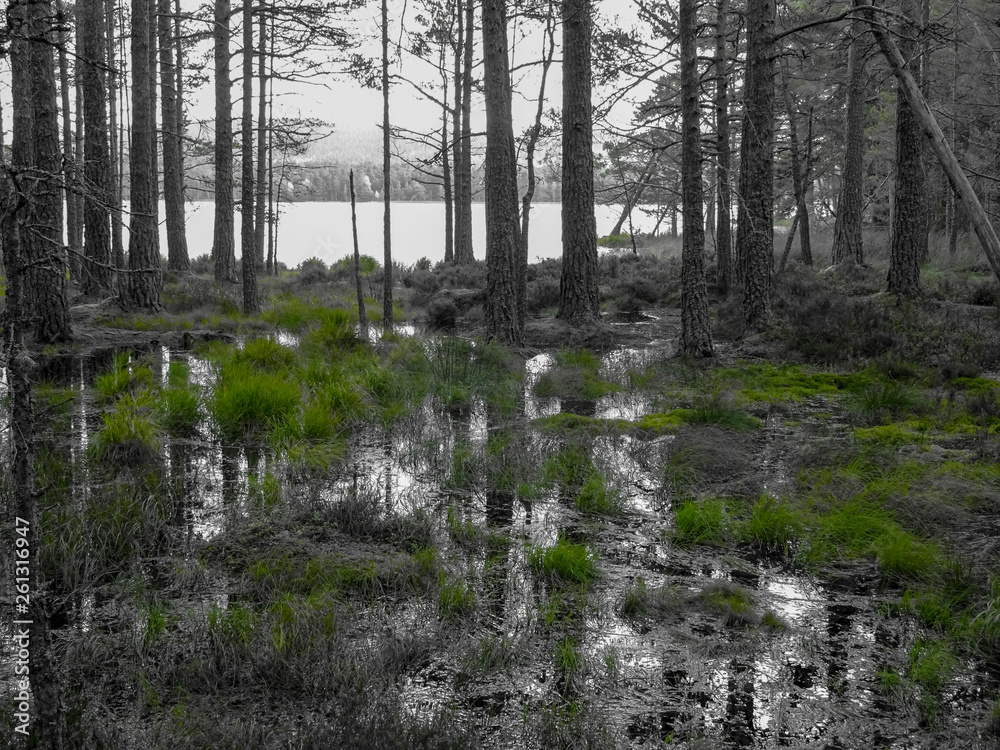 Monochrom Aufnahme von Bäumen im Wasser eines Sumpf stehend am Loch Garten bei Aviemore mit grünem Gras und Spiegelungen auf der Wasseroberfläche Monochrom Aufnahme von Bäumen im Wasser eines Sumpf stehend am Loch Garten bei Aviemore mit grünem Gras und Spiegelungen auf der Wasseroberfläche
