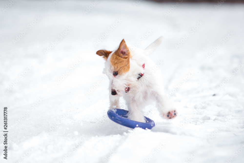 Jack Russell Terrier plays in the winter forest. Jack Russell Terrier plays in the winter forest.