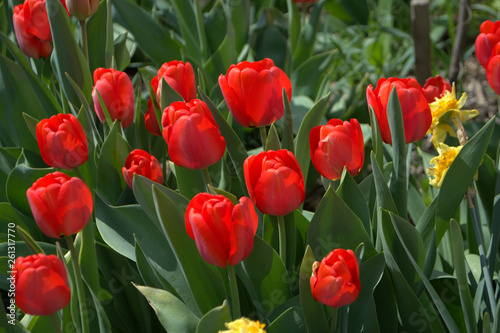 Beautiful red tulips in the garden Spring flowers