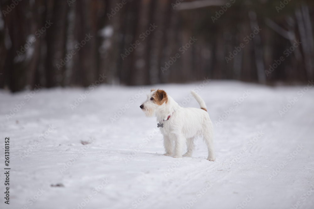 Jack Russell Terrier plays in the winter forest. Jack Russell Terrier plays in the winter forest.