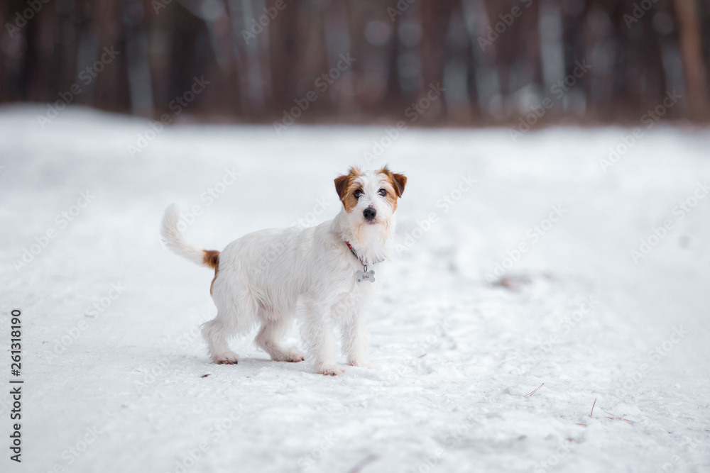 Jack Russell Terrier plays in the winter forest. Jack Russell Terrier plays in the winter forest.