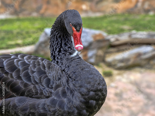 Portrait of Australian Black Swan, Cygnus atratus