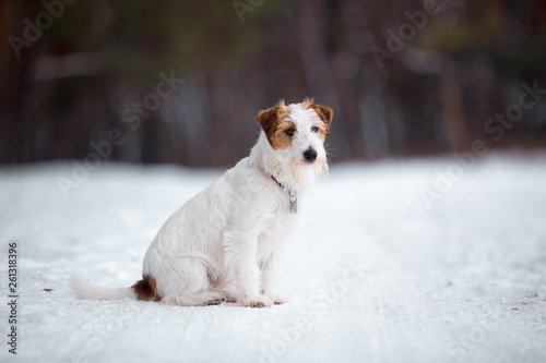 Jack Russell Terrier plays in the winter forest. © Мария Старосельцева