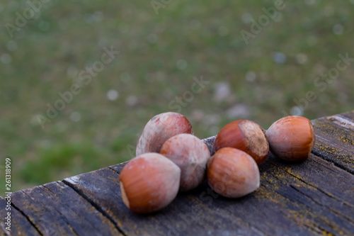 hazelnuts in the sun on a table with a forest background behind