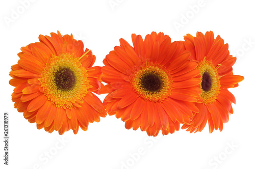 Red gerbera flower isolated on white.