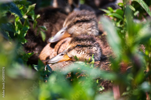 Several Ducklings Huddled Together in a Northern California Marsh