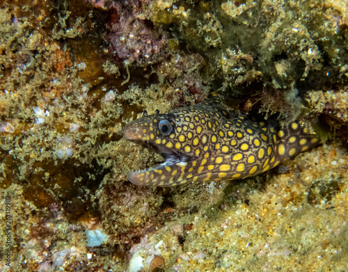 Jewel Moray Eel (Muraena lentiginosa)