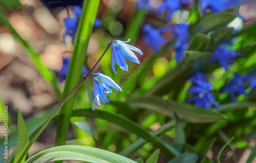 Scilla siberica or Proleska Siberian. Blue flower. Hello Spring. Selective focus, close-up. photo