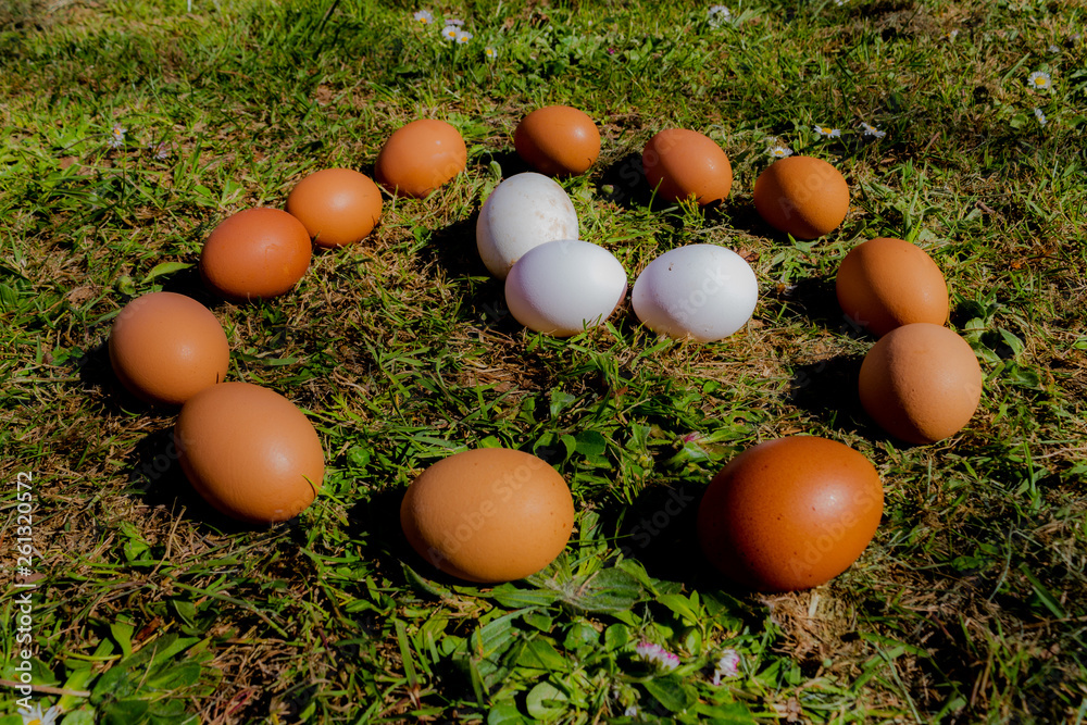 session of photos of white and red colored eggs. Eggs of hens and geese, resting on the ground on top of green grass with some flowers in the background session of photos of white and red colored eggs. Eggs of hens and geese, resting on the ground on top of green grass with some flowers in the background