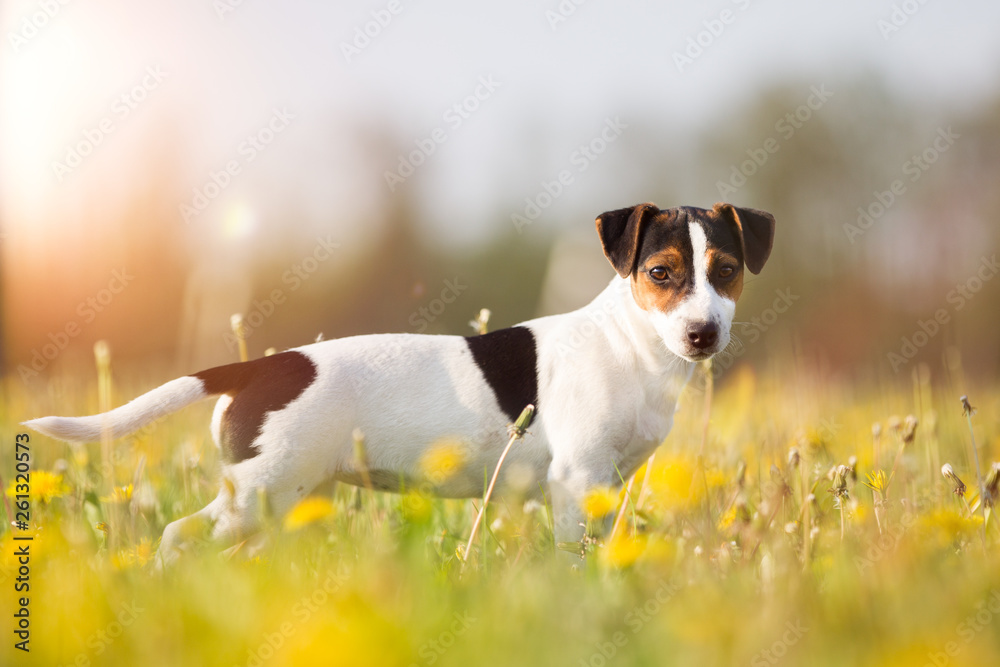 niedlicher kleiner Hund auf der Frühlingswiese Jack Russel Terrier Hunderasse 