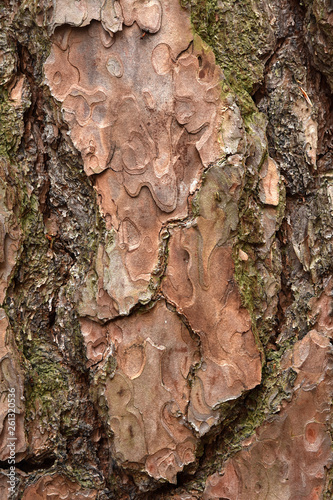 Waldkiefer, Pinus sylvestris, Borke, Rinde photo