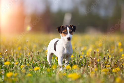 Fototapeta Naklejka Na Ścianę i Meble -  niedlicher kleiner Hund auf der Frühlingswiese Jack Russel Terrier Hunderasse 