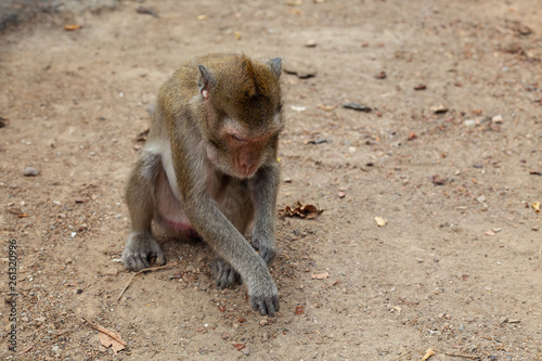wild monkey