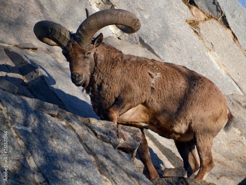 The dagestan tur in the mountains