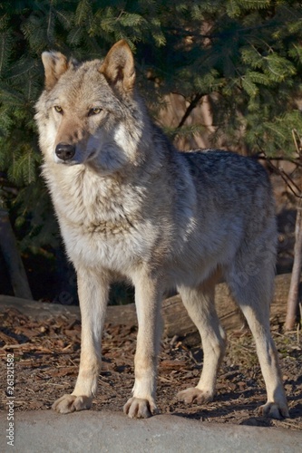 Portrait of an adult wolf