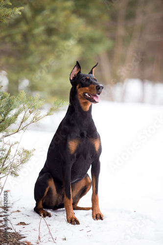 Dog breed Doberman plays in the winter forest © Мария Старосельцева