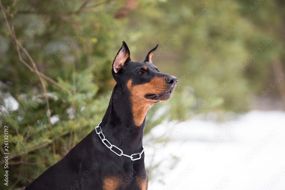Dog breed Doberman plays in the winter forest Dog breed Doberman plays in the winter forest
