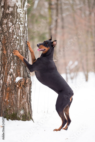 Leinwand Poster Dog breed Doberman plays in the winter forest