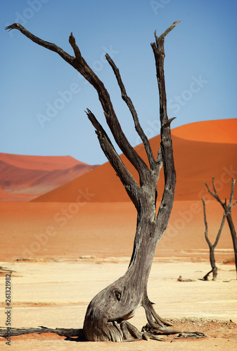 Tree in Dead Vlei in the desert Sossusvlei  Namibia