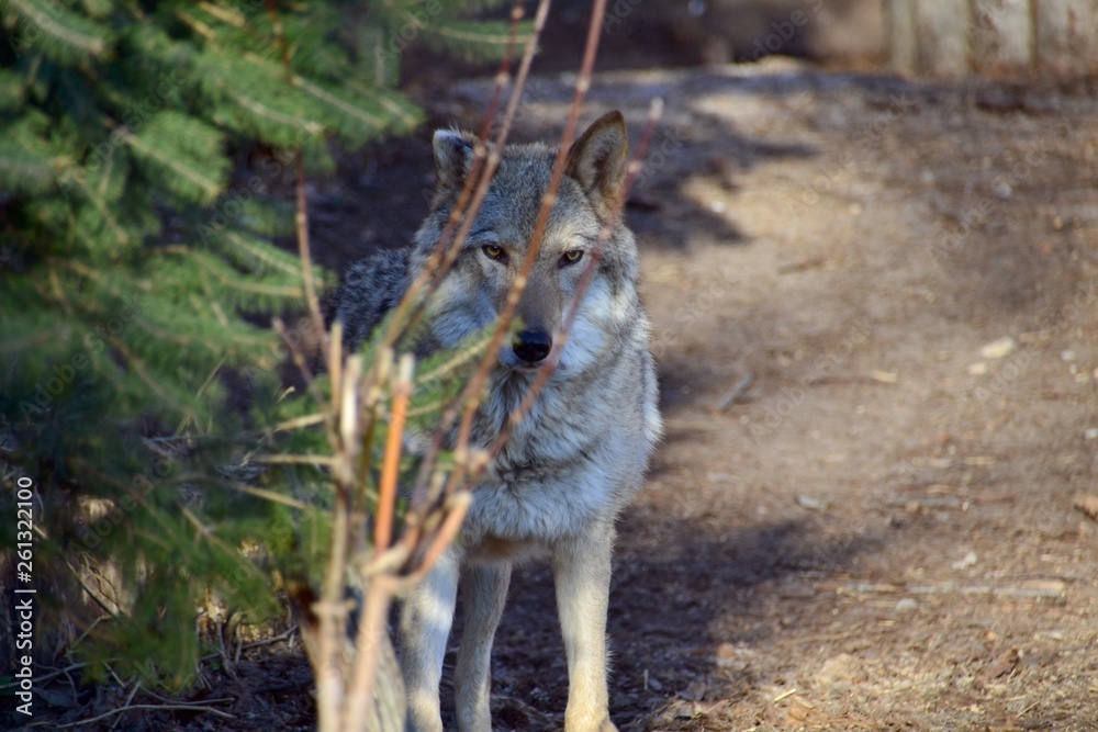 Wolf in ambush