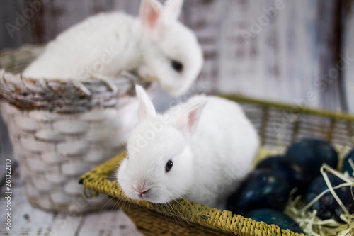 Easter background. Two bunny and blue painted Easter eggs.
