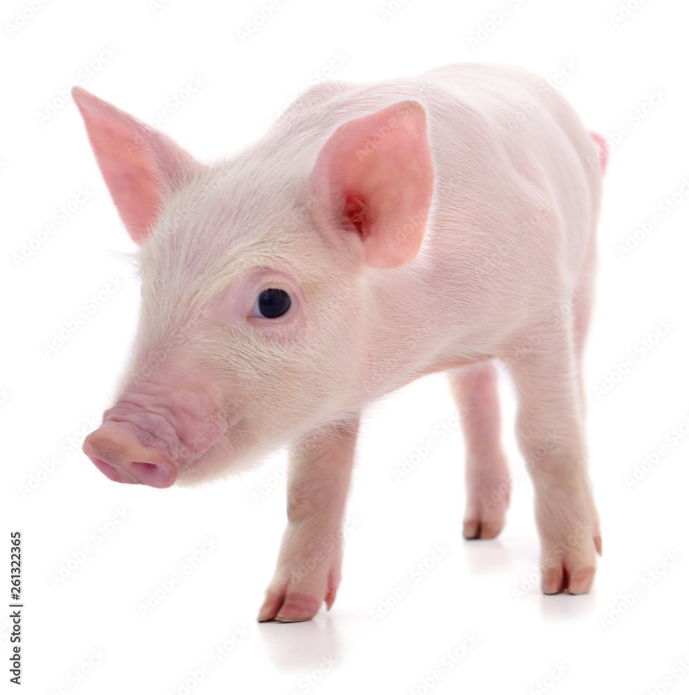 Small pink pig isolated. Small pink pig isolated.