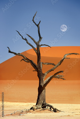 Tree in Dead Vlei in the desert Sossusvlei, Namibia