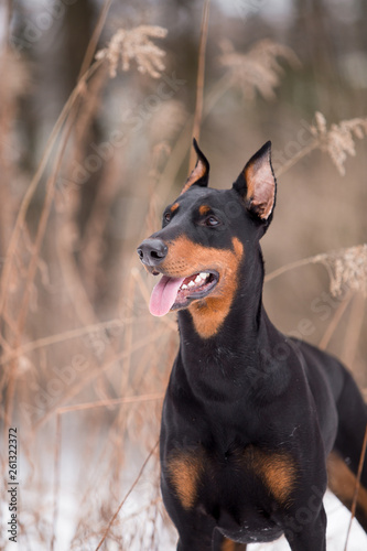Dog breed Doberman plays in the winter forest
