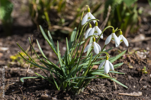 Snowdrops - the first spring flowers
