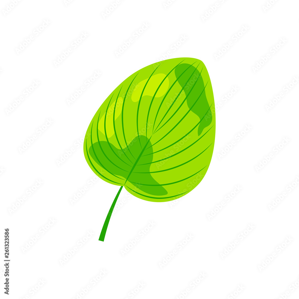 Tropical exotic leaf vector illustration. Design element isolated on white background. Flat style jungle plant. Tropical exotic leaf vector illustration. Design element isolated on white background. Flat style jungle plant.