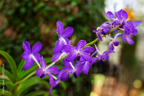 Fototapeta Naklejka Na Ścianę i Meble -  Orchid Purple flowers pink in garden