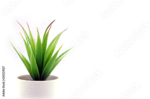 green plant in a pot isolated on white