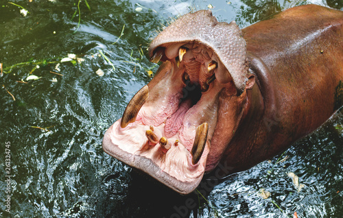 rhinoceros with open mouth photo