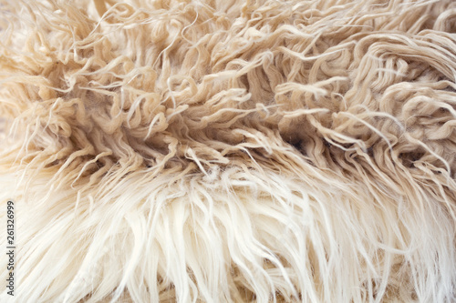 White soft wool texture background, cotton wool, light natural sheep wool, close-up texture of white fluffy fur, wool with beige tone, fur with a delicate tint. Shallow DOW