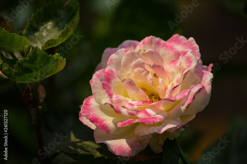 Yellow  rose flower