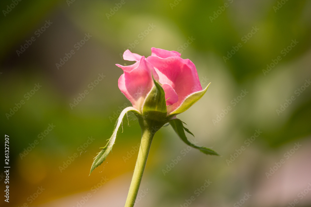 Pink  rose flower with green leaf