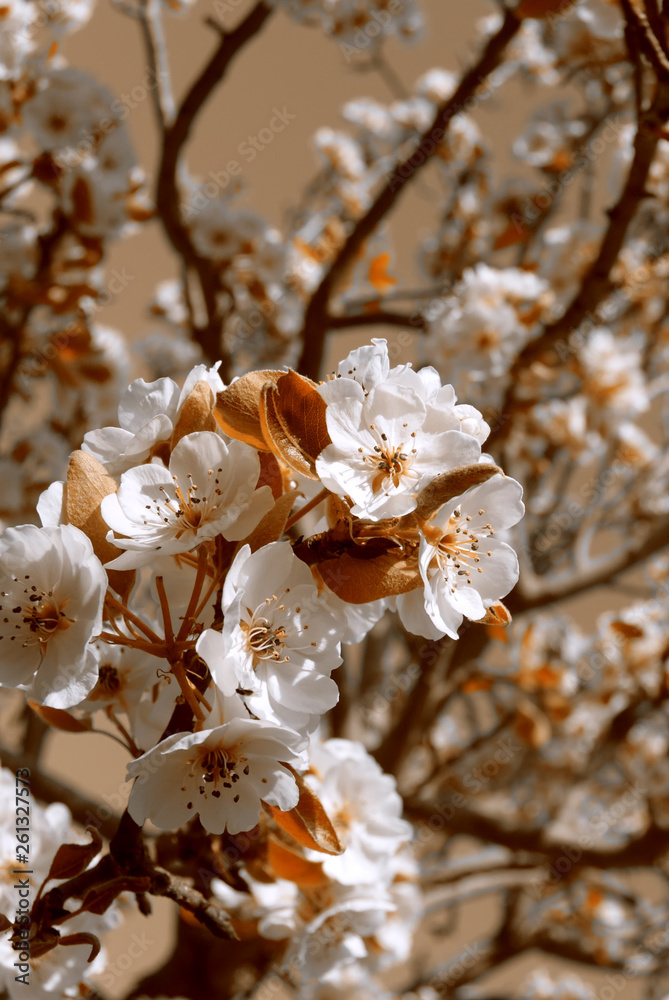 Naklejka premium cherry tree blossom