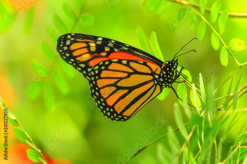 butterfly on flower © emotionpicture
