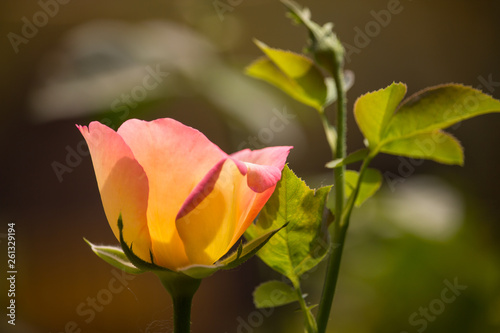 Yellow  rose flower