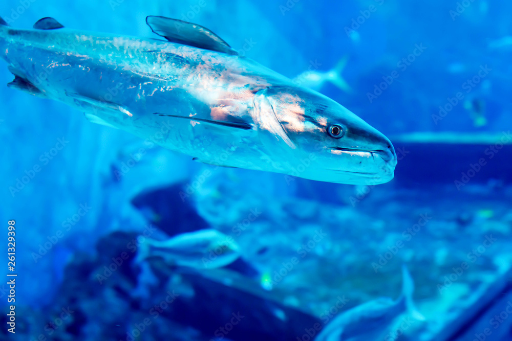 Fototapeta premium Blurry photo of a large sea aquarium with different sale water fishes and coral reefs