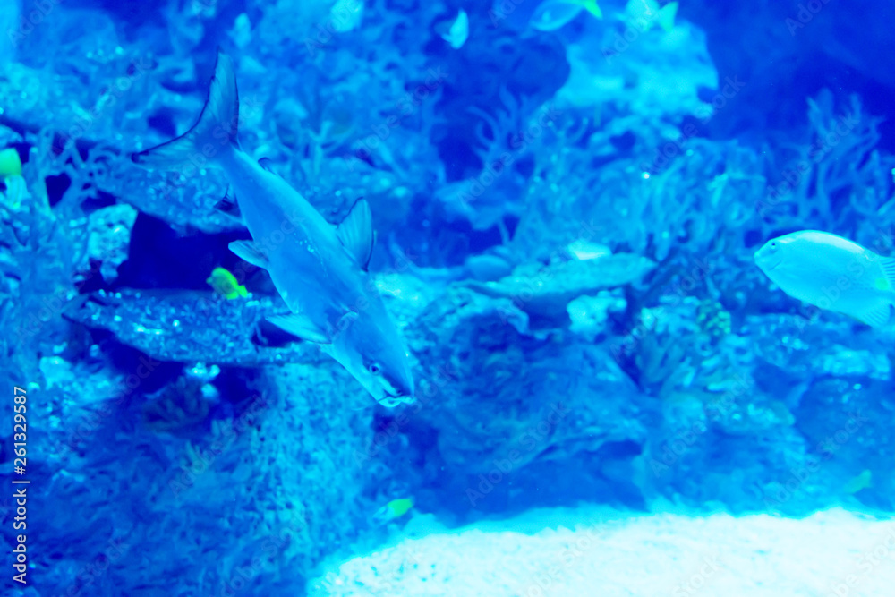Fototapeta premium Blurry photo of a large sea aquarium with different sale water fishes and coral reefs
