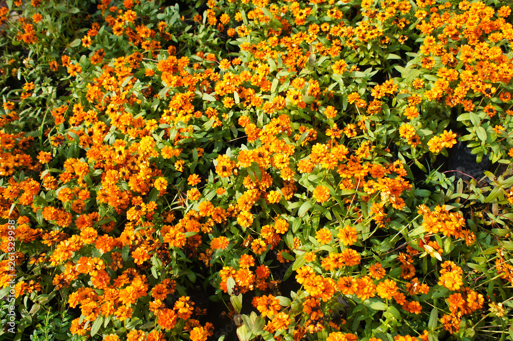 Zinnia elegans orange king many flowers 