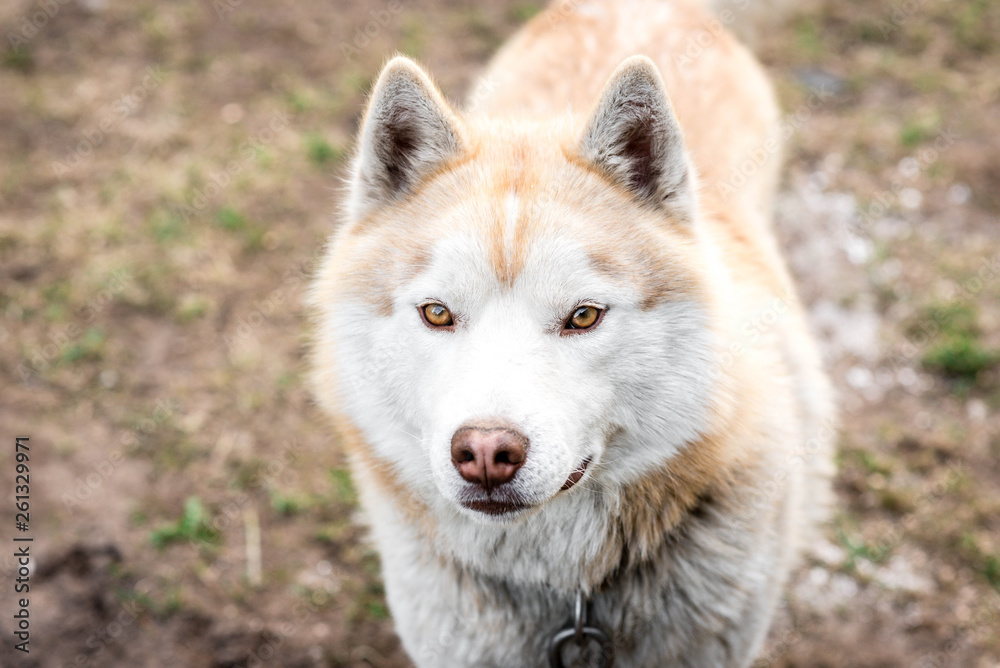 Portrait of brown husky dog on grass in early spring. 