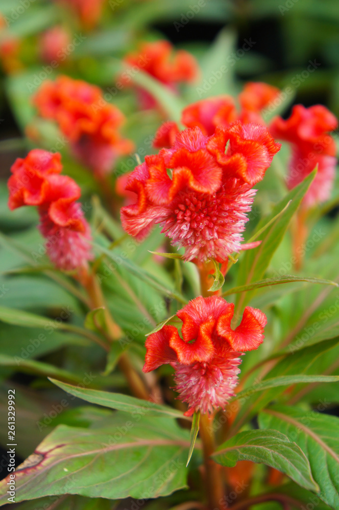 Cockscomb celosia or cockscomb red plant vertical Cockscomb celosia or cockscomb red plant vertical