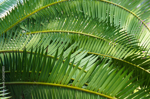 Cycas revoluta palm japanese sago palm background