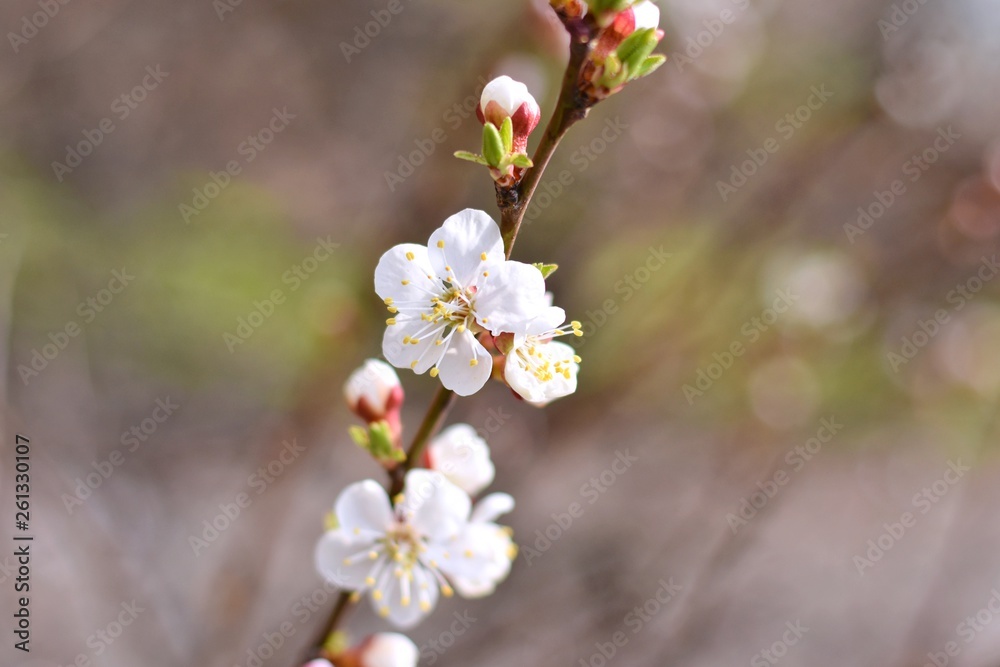 branch with beautiful white apricot flowers and buds. Beautiful nature scene with spring blooming tree. Spring seasonal blooming cherry tree with blurred background. Springtime gentle flower
