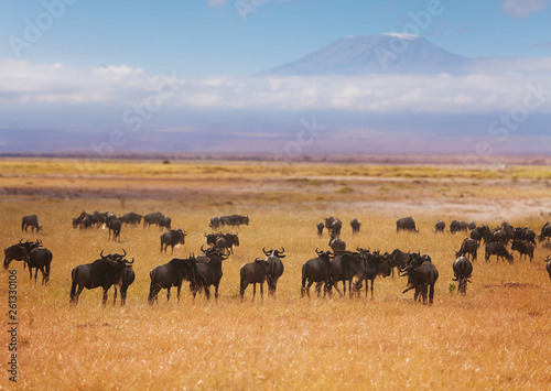 Wildebeests pasturing at dry grassland of Africa