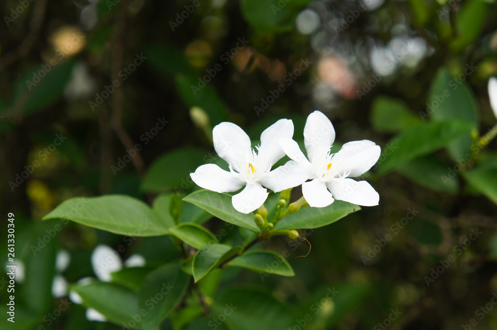Wrightia antidysenterica or coral swirl or tellicherry bark white flowers Wrightia antidysenterica or coral swirl or tellicherry bark white flowers